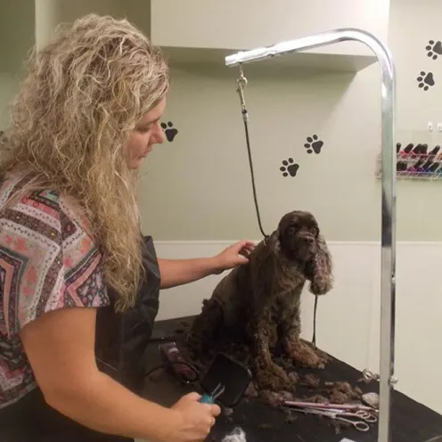 Groomer with long-hair black dog on a grooming table